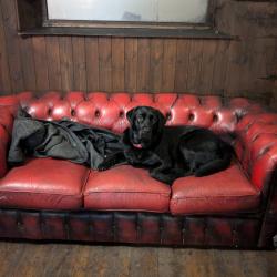 Pub Dog